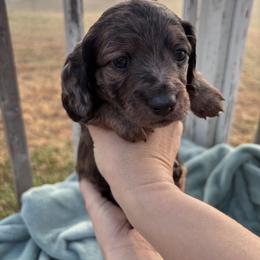 Dachshund Puppies from A Anchor Farm