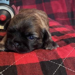 Scarlett  (Charity Pilgrim name) Pink collar - Brindle female Shih Tzu puppy in Clarksburg, West Virginia from Pilgrim Shih tzu