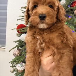 French Bulldog and Goldendoodle Puppies from Haus of Pawz