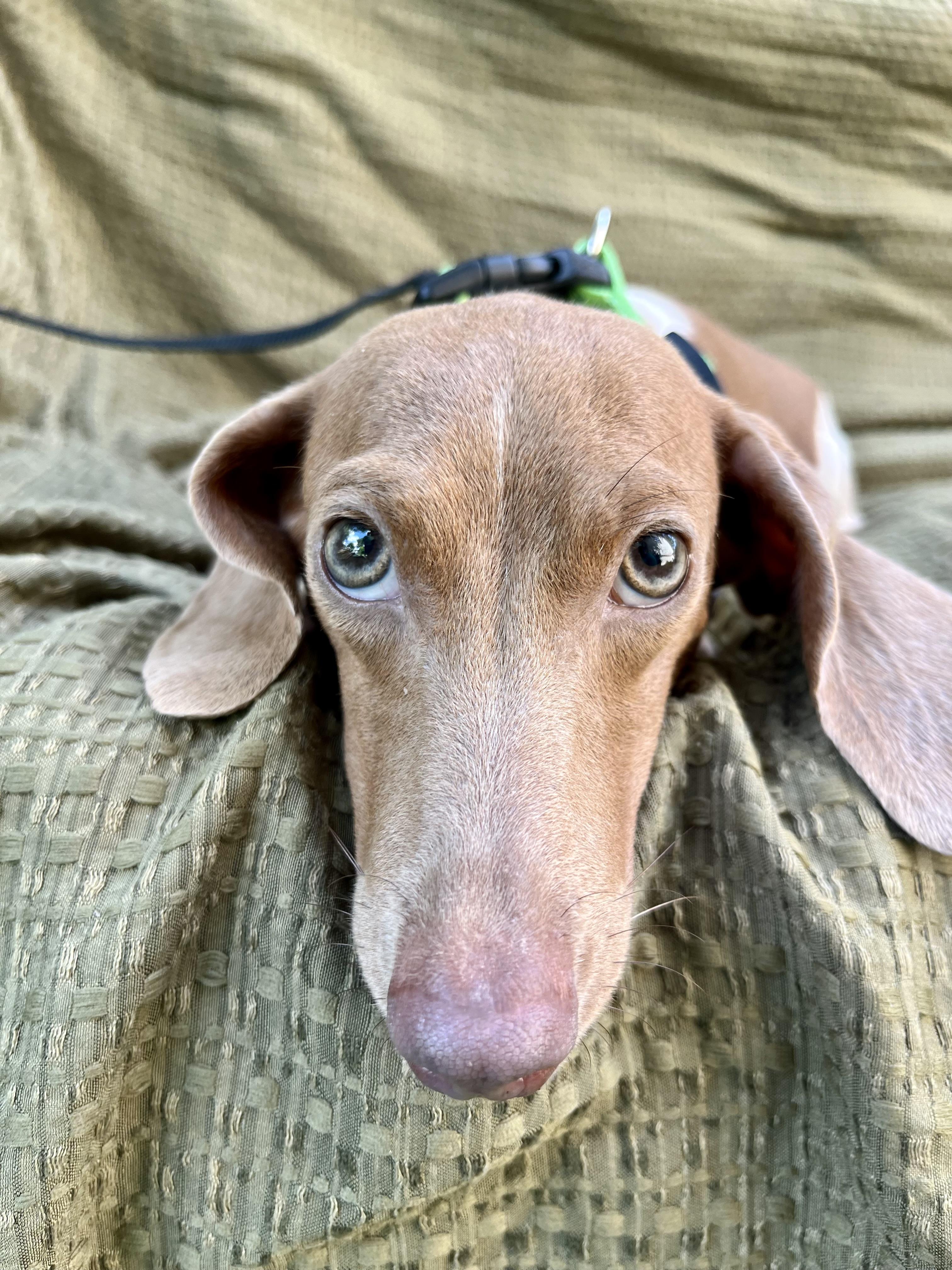 Millie
