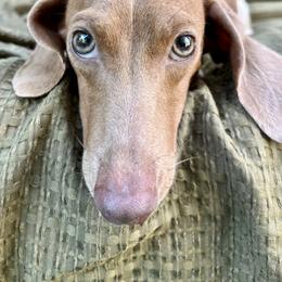 El - Dachshund