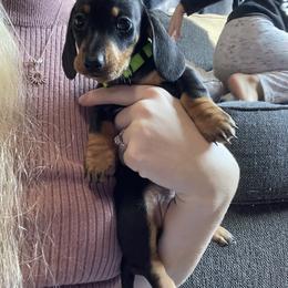 Dachshund Puppies from Hursh’s Hounds