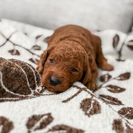 Red collar boy - Red  male Goldendoodle puppy in Spokane, Washington from Dream Doodles in Spokane WA