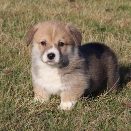 Moe - Red male Pembroke Welsh Corgi puppy in Greentop, Missouri from Sevits Corgis & Golden Retrievers