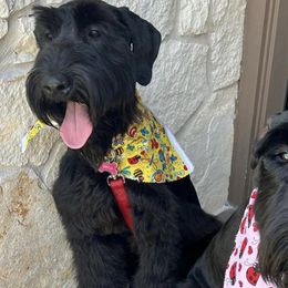 Giant Schnauzers and Miniature Schnauzers from K & S Schnauzers