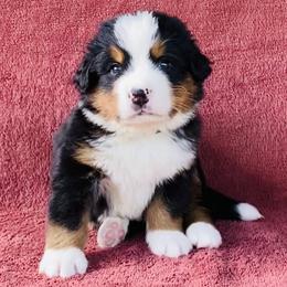 Blue Collar Male - Black rust and white male Bernese Mountain Dog puppy in Bristol, Tennessee from Holston Hollow Farm