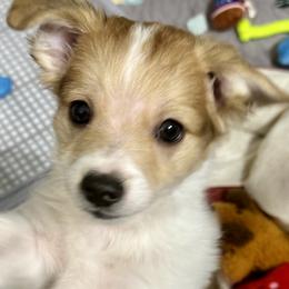 Bear - White and tan male Maltese puppy in Center Moriches, New York from Mackey Puppies