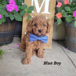 Blue boy - Red male Cavapoo puppy in Wisconsin from Catch A Cavapoo
