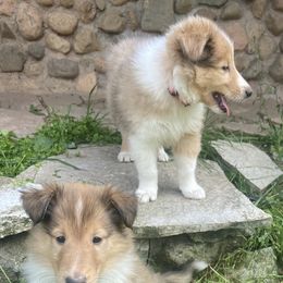 Collies from Sandy Acres Farm