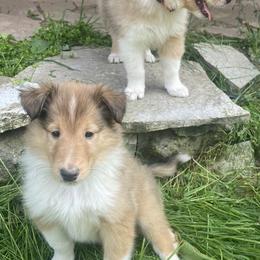 Collies from Sandy Acres Farm
