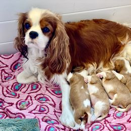 Cavalier King Charles Spaniel Puppies from Bella Fleur Cavaliers