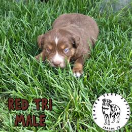 Amos - Red tri male Miniature Australian Shepherd puppy in Jaroso, Colorado from Heaven Sent Aussies