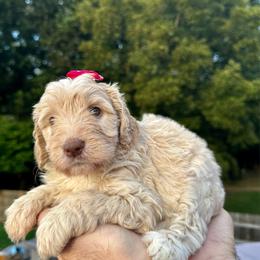 Willow - Yellow and white female Bernedoodle puppy in Holt, Missouri from Mindys Doodles