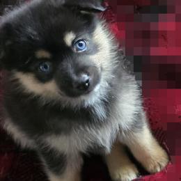 Pomeranian and Pomsky Puppies from Amazing High Desert Pomskys