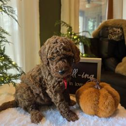 Red collar boy - Red  male Poodle puppy in Bristol, Tennessee from 4goldendoodles