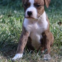 Astro - Red brindle male American Staffordshire Terrier puppy in Guilford County, North Carolina from Explicit Kennel
