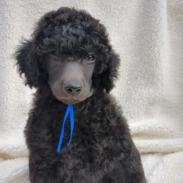 Spruce (boy) - blue collar - Blue male Poodle puppy in Tullahoma, Tennessee from Peaceful Valley Poodles