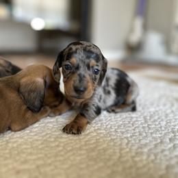 Dachshund Puppies from L & J Kennel