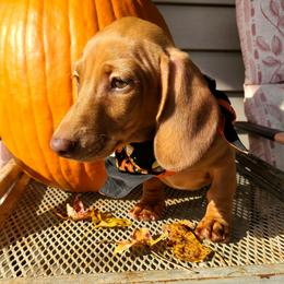 Sunny - Price Reduced - Red male Dachshund puppy in Waynesboro, Tennessee from Owl Hollow Farm Miniature Dachshunds