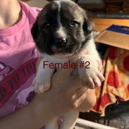 Girl 2 - Biscuit and white female Anatolian Shepherd Dog puppy in Daggett, Michigan from T&S Anatolians