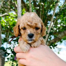Brisket - Apricot female Cavapoo puppy in San Antonio, Texas from Cariad Doodles