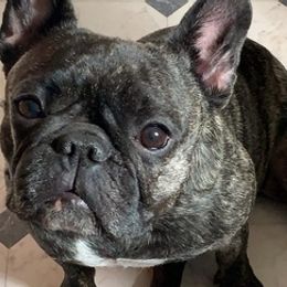 French Bulldogs from Sandie’s Texas Frenchie’s