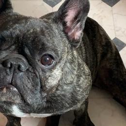 French Bulldogs from Sandie’s Texas Frenchie’s