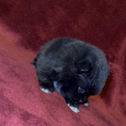 Penelope - Black female Pomeranian puppy in Tucson, Arizona from Pomutopia