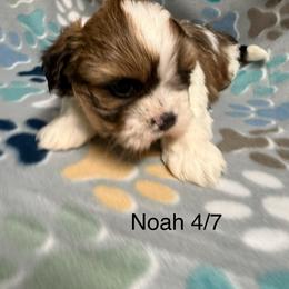 Noah - Gold and white male Shih Tzu puppy in Jasper, Indiana from Jacob’s Spoiled Shih Tzu