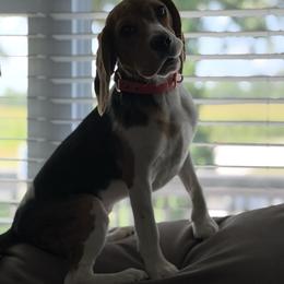Winnie - Black tan and white female Beagle puppy in Chillicothe, Missouri from Tymber Lake Beagles