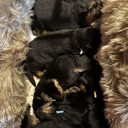 German Shepherd Puppies from Salty Raccoon Ranch German Shepherds