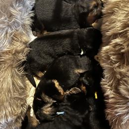 German Shepherd Puppies from Salty Raccoon Ranch German Shepherds