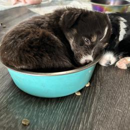 Sage - Red tri-color female Australian Shepherd puppy in Bailey, Colorado from Silverheels Australian shepherds