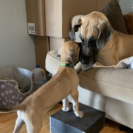Great Dane Puppies from Janet Taylor