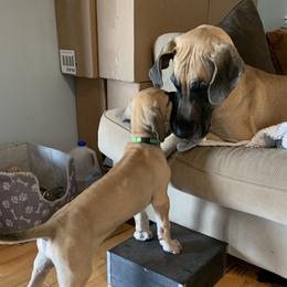 Great Dane Puppies from Janet Taylor
