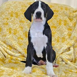 Mantle Small Blaze - Mantle female Great Dane puppy in Castle Rock, Washington from Uber Alles Great Danes