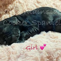 Cocker Spaniel Puppies from Mountainside Cocker Spaniels