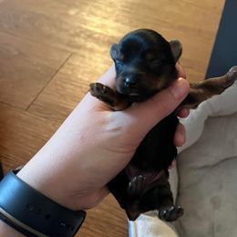 Yorkshire Terrier Puppies from Precious Paws LLC