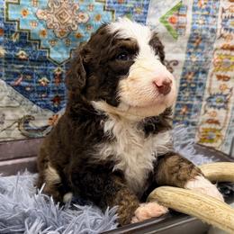 Binx - Brown and white male Aussiedoodle puppy in Taylor, Missouri from Pawsitively Doodles