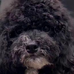 Bessie - Black female Cockapoo puppy in Lebanon, Kentucky from Mosaic Merle Doodles