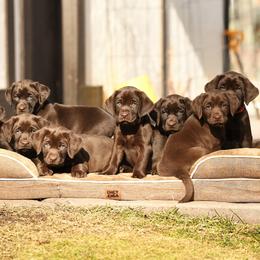 Labrador Retriever puppies from Labs of Cottonhollow