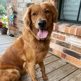Ginny - Golden Retriever
