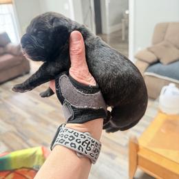 Larry - Red brindle male Bullmastiff puppy in Gaston, Indiana from Fernandes’ Guardians Bullmastiff and French Bulldogs