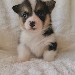 Girl 3 - Black and tan female Pembroke Welsh Corgi puppy in Northwood, Iowa from Sorrel Sands Corgis