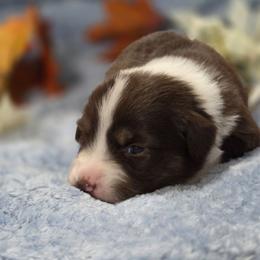 Black Collar - Red tri-color female Miniature American Shepherd puppy in Statesboro, Georgia from Azure Miniature American Shepherds