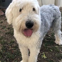 Sarah - Old English Sheepdog