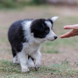 Border Collie Puppies from Overdrive Border Collies