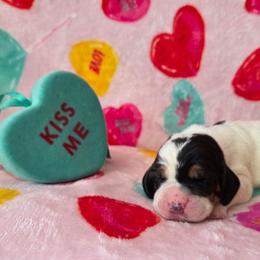 Girl 4 - Black white and brown female Basset Hound puppy in Denison, Texas from Emma Lou's Baby Bassets