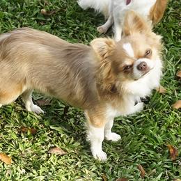 Hiccup - Chihuahua