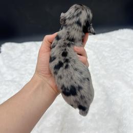Milo - Dapple male Dachshund puppy in Nashville, Arkansas from Cuddles n Curls